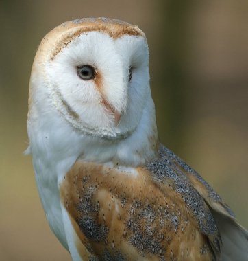 Ambar baykuşu dünyanın en yaygın olarak dağılan baykuş türüdür ve kutup ve çöl bölgeleri dışında hemen hemen her yerde bulunan kuş türlerinin en yaygın olanıdır., 