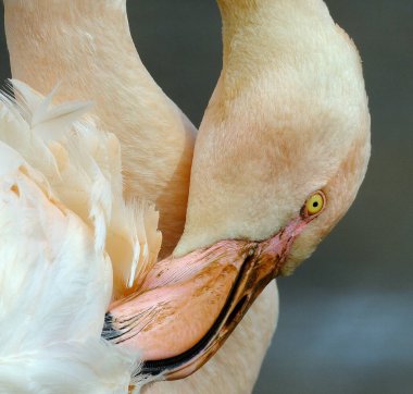 Flamingos or flamingoes are a type of wading bird in the family Phoenicopteridae, which is the only extant family in the order Phoenicopteriformes.