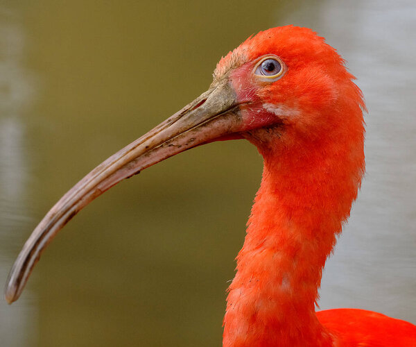 The scarlet ibis is a species of ibis in the bird family Threskiornithidae.