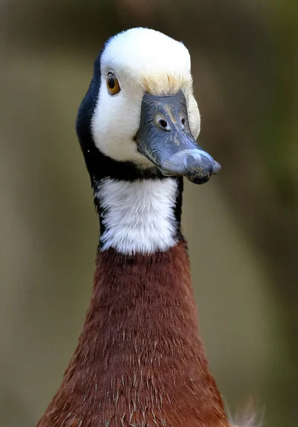 White Faced Whistling Duck Whistling Duck Breeds Sub Saharan Africa — Stock Photo, Image