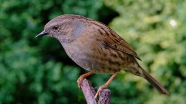 Dunnock, Orta Avrupa 'da ve Asya Rusya' da bulunan küçük bir kuş türüdür..