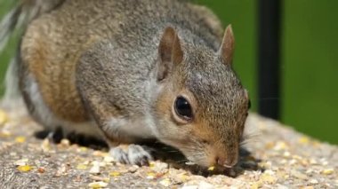 The eastern gray squirrel, also known, particularly outside of North America, as simply the grey squirrel, is a tree squirrel in the genus Sciurus.