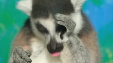 Lemurlar süper aile Lemuroidea 'nın ıslak burunlu primatlarıdır, 8 aileye ayrılmışlardır ve 15 cins ve 100 civarında mevcut türe sahiptirler.. 