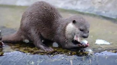 Asyalı küçük pençeli su samuru ya da küçük pençeli su samuru, Güney ve Güneydoğu Asya 'da yaşayan bir su samuru türüdür. Perdeli parmaklarının ötesine uzanmayan kısa pençeleri vardır.