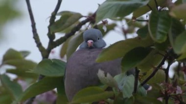 The common wood pigeon or common woodpigeon, also known as simply wood pigeon, wood-pigeon or woodpigeon, is a large species in the dove and pigeon family, native to the western Palearctic