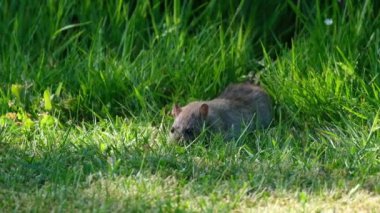 Fareler çeşitli orta boy, uzun kuyruklu kemirgenlerdir. Farelerin türleri Rodentia tarikatı boyunca bulunur, ama Rattus cinsinde basmakalıp fareler bulunur. Diğer fare türleri Neotoma, Bandicota ve Dipodomy 'dir..