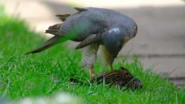 Avrasya atmacası ya da kısaca Atmaca, atmacagiller (Accipitridae) familyasından yırtıcı bir kuş türü. Erkek..