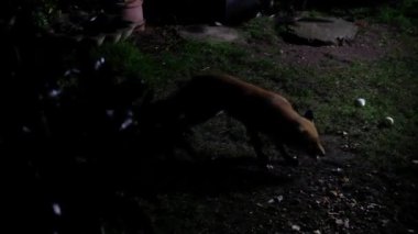 Kızıl Tilki, gerçek tilkilerin en büyüğü ve Kuzey Yarımküre 'de Kuzey Amerika, Avrupa ve Asya' nın çoğu ve Kuzey Afrika 'nın bir kısmı da dahil olmak üzere etobur takımının en yaygın dağılmış üyelerinden biridir..