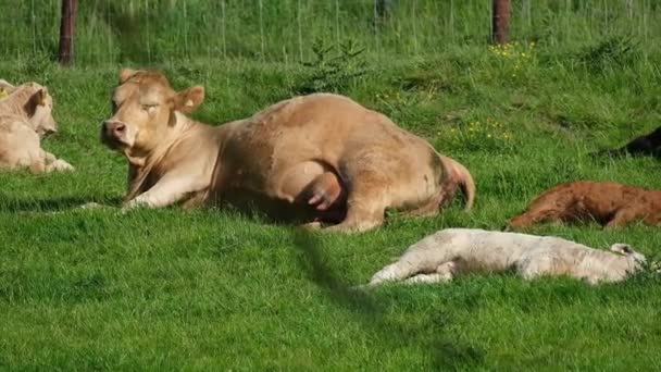 Sığırlar Büyük Evcilleştirilmiş Çatallı Otçullardır Bovinae Alt Familyasının Önemli Bir — Stok video