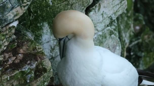 Gannets Morus 포함하는 바닷새로 Sulidae 잡이는 머리는 누르스름하고 날개는 부리는 — 비디오