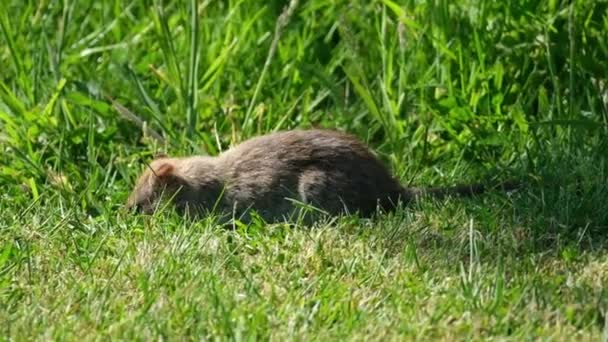 Szczury Różne Średnie Długoogonowe Gryzonie Gatunki Szczurów Występują Całej Kolejności — Wideo stockowe