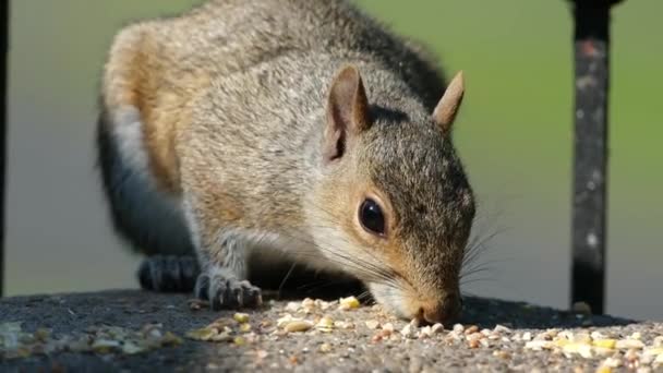 Eastern Gray Squirrel Also Known Particularly North America Simply Grey — Video Stock