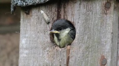 The great tit is a passerine bird in the tit family Paridae. Young about to fledge from urban garden nest box.