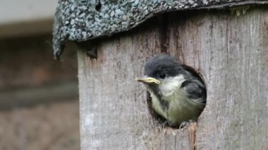 The great tit is a passerine bird in the tit family Paridae. Young about to fledge from urban garden nest box.