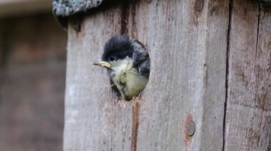 The great tit is a passerine bird in the tit family Paridae. Young about to fledge from urban garden nest box.