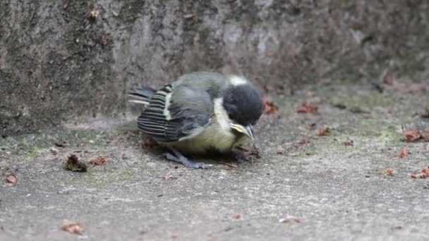 Great Tit Passerine Bird Tit Family Paridae Young Fledged Urban — Vídeos de Stock