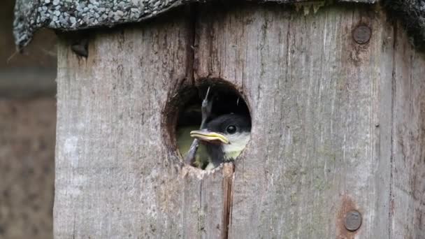 Great Tit Passerine Bird Tit Family Paridae Young Fledge Urban — Wideo stockowe