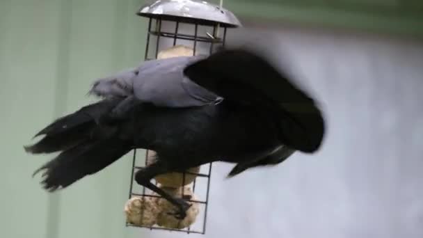 Jackdaws Two Species Bird Genus Coloeus Closely Related Generally Smaller — Stock Video