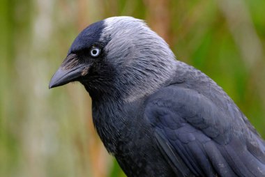 Jackdaws are two species of bird in the genus Coloeus closely related to, but generally smaller than, crows and ravens. clipart