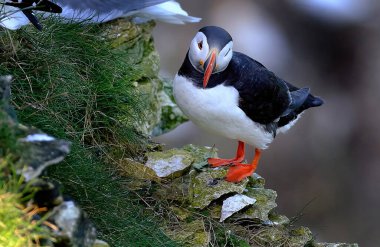 Puffinler, kuş cinsi Fratercula 'daki üç küçük alcidden biridir. Bunlar öncelikle suya dalarak beslenen pelajik deniz kuşlarıdır.. 