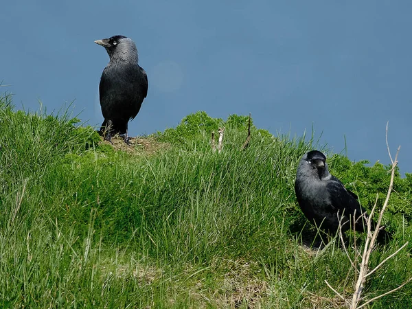 Jackdaws Son Dos Especies Aves Del Género Coloeus Estrechamente Relacionadas —  Fotos de Stock