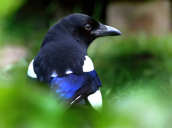 Magpies São Aves Família Corvidae Como Outros Membros Sua Família — Fotografia de Stock