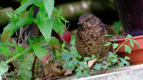 Karatavuk Gerçek Ardıç Kuşunun Bir Türüdür Ayrıca Avrasya Karatavuğu Olarak — Stok video
