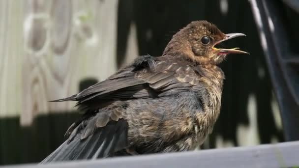 Karatavuk Gerçek Ardıç Kuşunun Bir Türüdür Ayrıca Avrasya Karatavuğu Olarak — Stok video