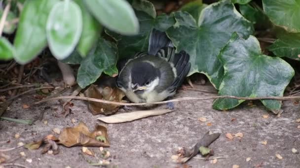 Great Tit Passerine Bird Tit Family Paridae Widespread Common Species — Stock video