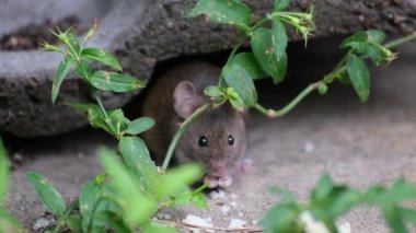 Ev faresi, sivri burunlu, büyük yuvarlak kulaklı ve neredeyse tüysüz kuyruklu, kemirgen cinsinden küçük bir memeli türüdür. Mus cinsinin en bol bulunan türlerinden biridir.