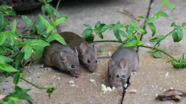 Ev faresi, sivri burunlu, büyük yuvarlak kulaklı ve neredeyse tüysüz kuyruklu, kemirgen cinsinden küçük bir memeli türüdür. Mus cinsinin en bol bulunan türlerinden biridir.