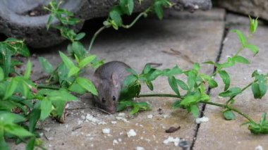 Ev faresi, sivri burunlu, büyük yuvarlak kulaklı ve neredeyse tüysüz kuyruklu, kemirgen cinsinden küçük bir memeli türüdür. Mus cinsinin en bol bulunan türlerinden biridir.