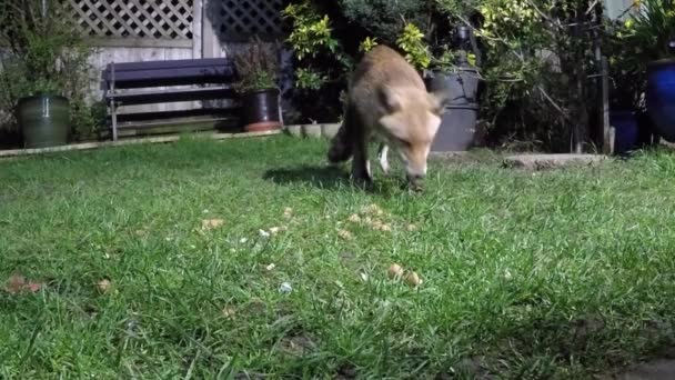 Vulpea Roșie Este Cea Mai Mare Vulpe Adevărată Unul Dintre — Videoclip de stoc