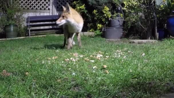 Red Fox Largest True Foxes One Most Widely Distributed Members — Stock Video