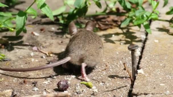 House Mouse Small Mammal Order Rodentia Characteristically Having Pointed Snout — Stock Video