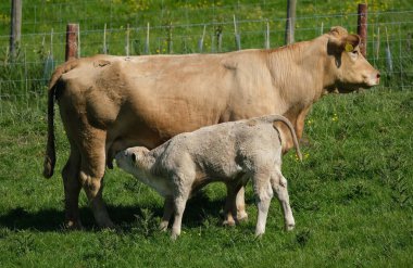 Sığırlar büyük, evcilleştirilmiş, iri sığırlardır. Bovinae alt familyasının önde gelen modern üyeleridir ve Bos cinsinin en yaygın türüdür.