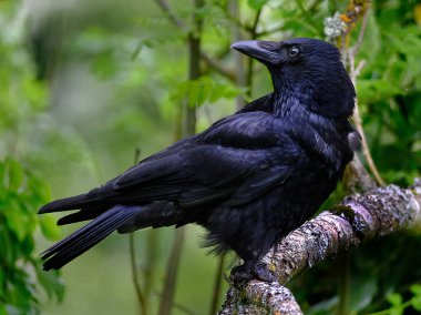 Karga, Corvus cinsinin bir kuşudur, ya da daha geniş anlamda Corvus cinsinin bir eşanlamlısıdır. 