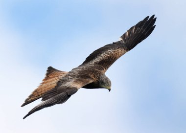 Kırmızı uçurtma, Accipitridae familyasından orta büyüklükte bir yırtıcı kuş olup, kartallar, akbabalar ve tacizciler gibi diğer yırtıcı kuşları da içerir. Bu tür şu anda sadece Avrupa 'da üremektedir..