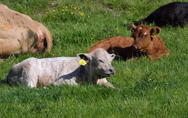 Cattle Large Domesticated Bovid Ungulates Prominent Modern Members Subfamily Bovinae — Stock Photo, Image