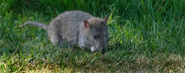 Ratten Zijn Verschillende Middelgrote Langstaart Knaagdieren Soorten Ratten Worden Gevonden — Stockfoto