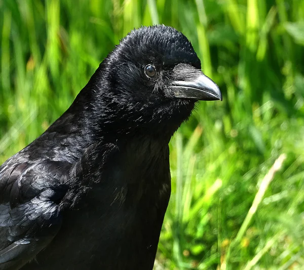 Varjú Corvus Nemzetséghez Tartozó Madár Vagy Tágabb Értelemben Egész Corvus — Stock Fotó