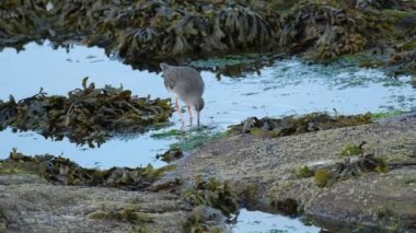 Redshank (kısaca Redshank), Scolopacidae familyasından bir balıkçı teknesidir. Deniz kenarındaki kaya havuzunda aranıyor..