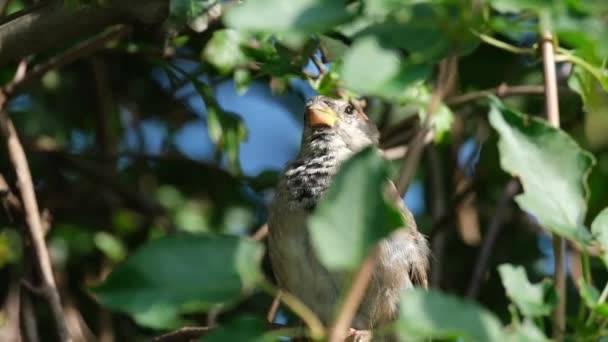 Moineau Domestique Est Oiseau Famille Des Passeridae Présent Dans Plupart — Video