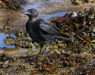 Karga, Corvus cinsinin bir kuşudur, ya da daha geniş anlamda Corvus cinsinin bir eşanlamlısıdır.