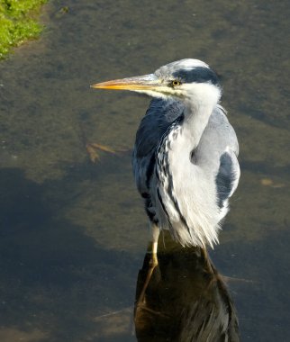 Gri balıkçılgiller (Ardeidae), balıkçılgiller (Ardeidae) familyasından bir kuş türü..