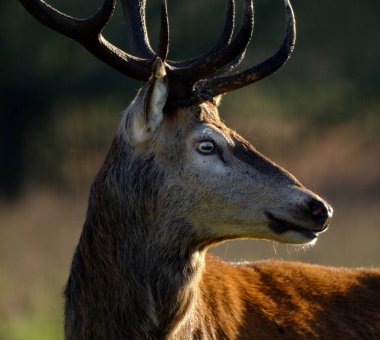 Kızıl geyik en büyük geyik türlerinden biridir. Erkek kızıl geyiğe geyik ya da geyik, dişiye ise arka geyik denir. Kızıl geyik Avrupa, Kafkasya Dağları, Anadolu, İran ve Batı Asya 'nın bazı bölgelerinde yaşar..