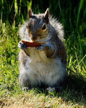 The eastern gray squirrel, also known, particularly outside of North America, as simply the grey squirrel, is a tree squirrel in the genus Sciurus. 