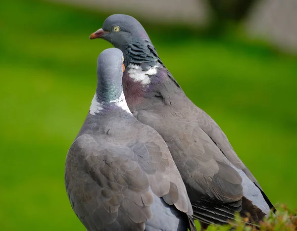 The common wood pigeon, also known as simply wood pigeon, is a large species in the dove and pigeon family, native to the western Palearctic. It belongs to the genus Columba, which includes closely related species such as the rock dove.