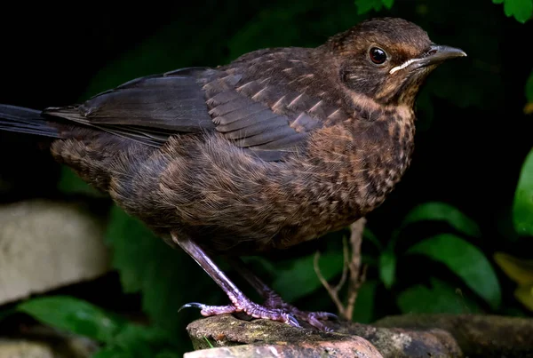 The common blackbird is a species of true thrush. It is also called the Eurasian blackbird, or simply the blackbird where this does not lead to confusion with a similar-looking local species. this is a young bird.