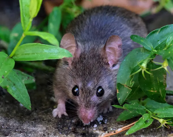 The house mouse is a small mammal of the order Rodentia, characteristically having a pointed snout, large rounded ears, and a long and almost hairless tail. It is one of the most abundant species of the genus Mus.